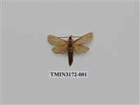 藏品(茶褐木蠹蛾)的圖片